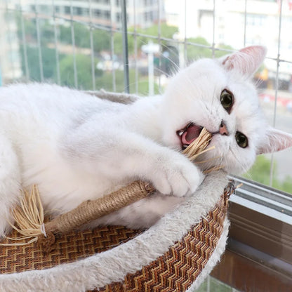 Cat Toy Silvervine Chew Stick - Natural Polygonum & Raffia Grass for Healthy Teeth and Fun Play